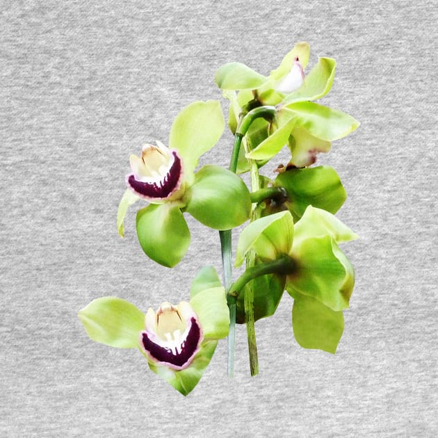 Orchids - Green Cymbidium Orchids by SusanSavad